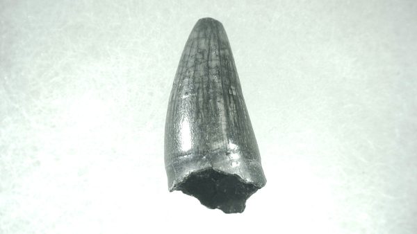 Genuine Pleistocene Alligator Tooth for Sale from Florida #7a