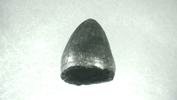 Genuine Pleistocene Alligator Tooth for Sale from Florida #8