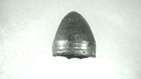 Genuine Pleistocene Alligator Tooth for Sale from Florida #8a