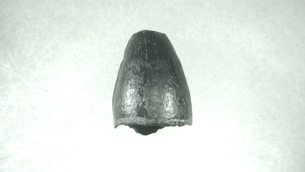 Genuine Pleistocene Alligator Tooth for Sale from Florida #9