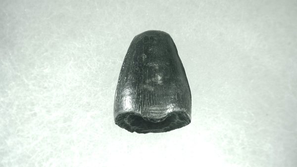 Genuine Pleistocene Alligator Tooth for Sale from Florida #9a