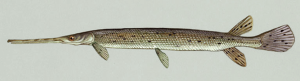 Lepisosteus Fossil Gar