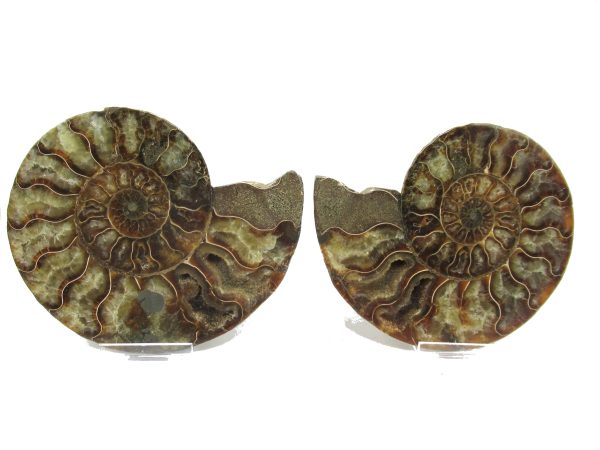 Madagascar Ammonite Pair #35 ~ 5.04"