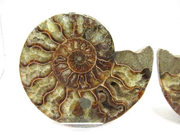 Madagascar Ammonite Pair #35 ~ 5.04" - Image 2