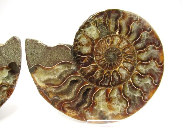 Madagascar Ammonite Pair #35 ~ 5.04" - Image 4