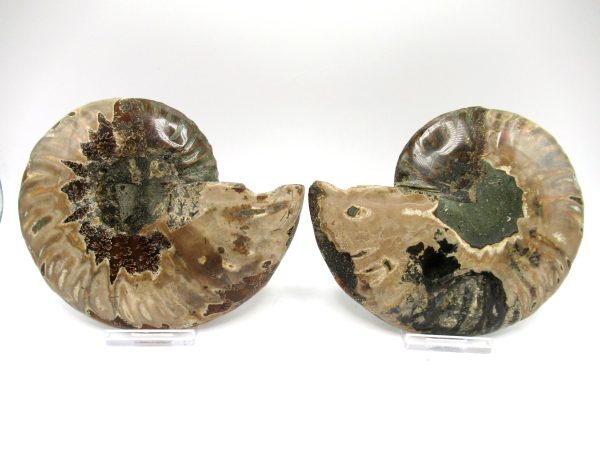 Madagascar Ammonite Pair #35 ~ 5.04" - Image 3