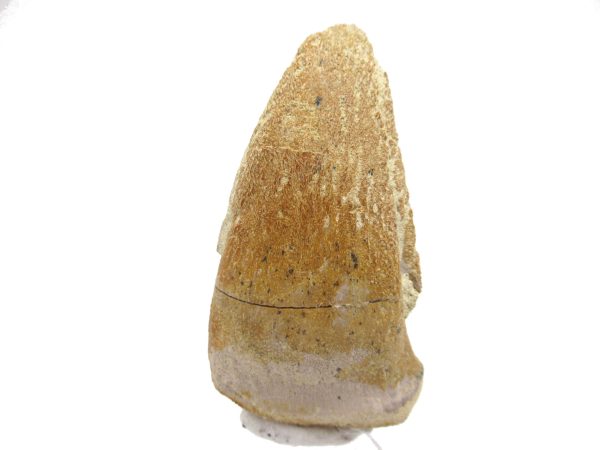 General Jurassic Age Archaeodontosaurus Dinosaur Claw Fossils From Madagascar For Sale #2