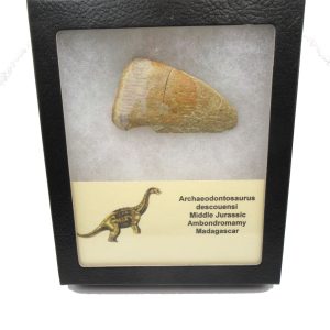 General Jurassic Age Archaeodontosaurus Dinosaur Claw Fossils From Madagascar For Sale #2box