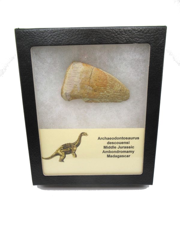 General Jurassic Age Archaeodontosaurus Dinosaur Claw Fossils From Madagascar For Sale #2box