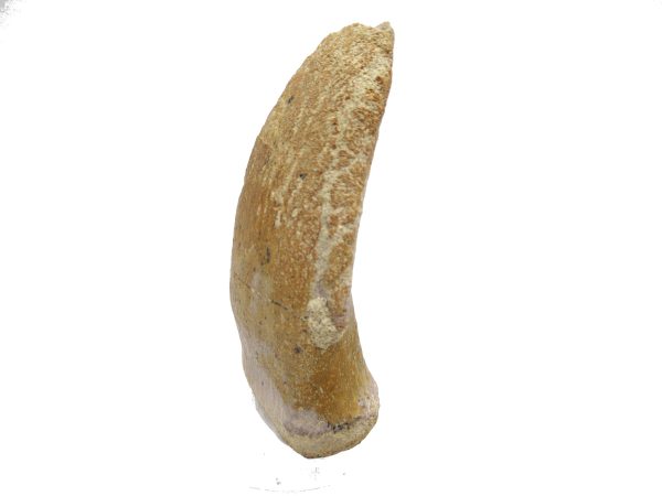 General Jurassic Age Archaeodontosaurus Dinosaur Claw Fossils From Madagascar For Sale #2a