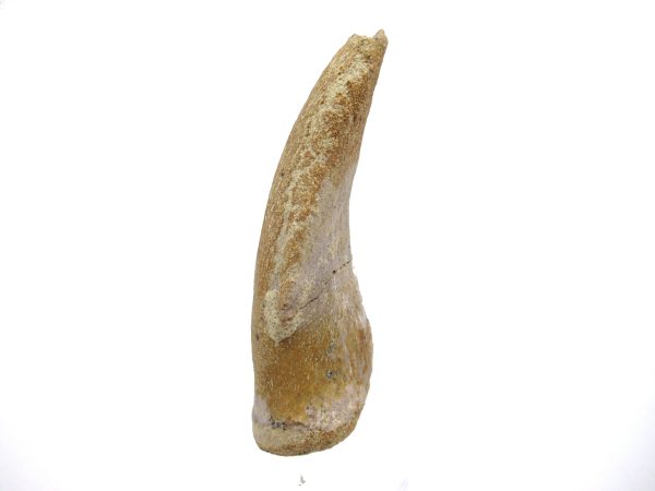 General Jurassic Age Archaeodontosaurus Dinosaur Claw Fossils From Madagascar For Sale #2b