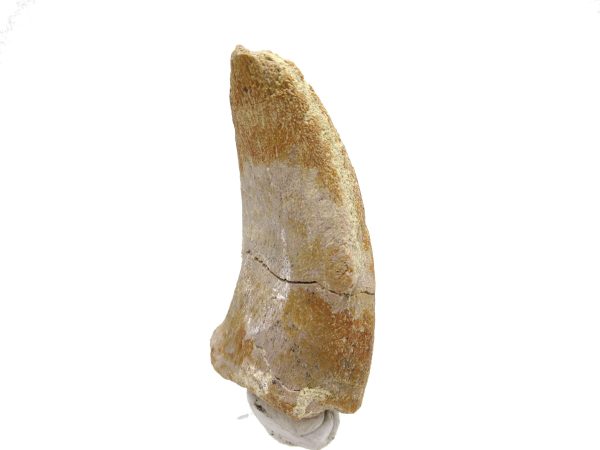 General Jurassic Age Archaeodontosaurus Dinosaur Claw Fossils From Madagascar For Sale #2d