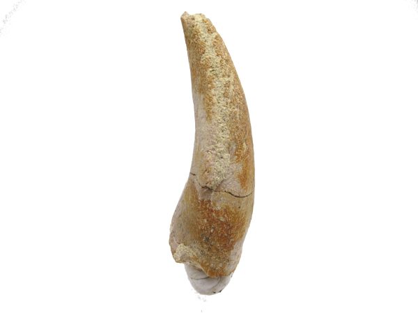 General Jurassic Age Archaeodontosaurus Dinosaur Claw Fossils From Madagascar For Sale #2e