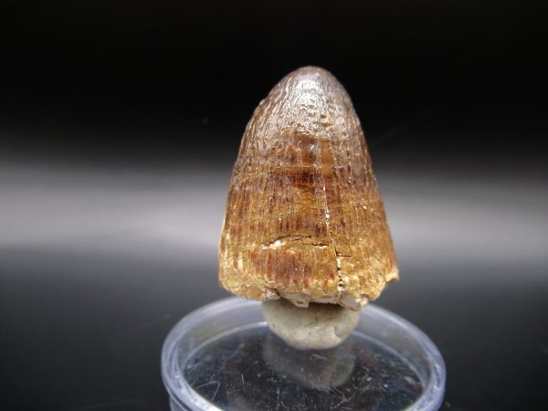 Genuine Eocene Age Maroccosuchus Crocodile Tooth Fossils for Sale from Morocco #1