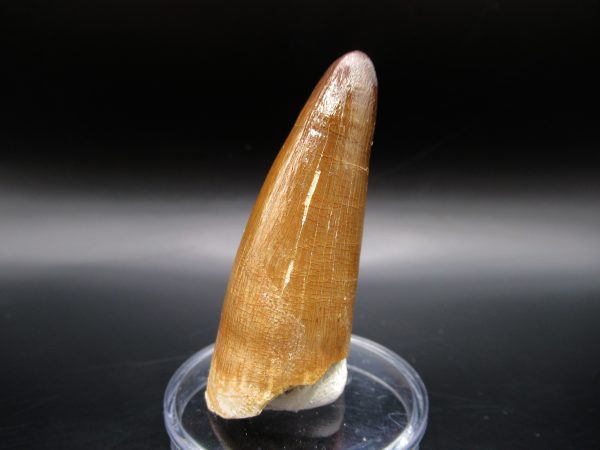 Genuine Eocene Age Maroccosuchus Crocodile Tooth Fossils for Sale from Morocco #10