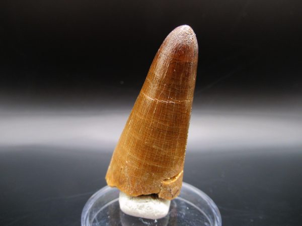 Genuine Eocene Age Maroccosuchus Crocodile Tooth Fossils for Sale from Morocco #10a