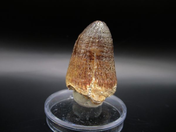 Genuine Eocene Age Maroccosuchus Crocodile Tooth Fossils for Sale from Morocco #1a