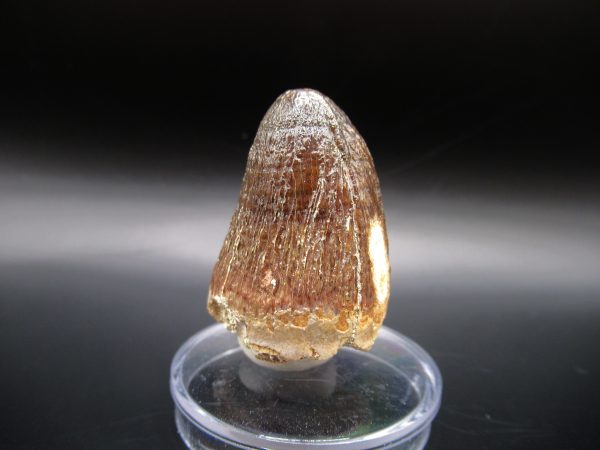 Genuine Eocene Age Maroccosuchus Crocodile Tooth Fossils for Sale from Morocco #1b