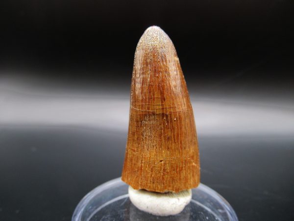 Genuine Eocene Age Maroccosuchus Crocodile Tooth Fossils for Sale from Morocco #2