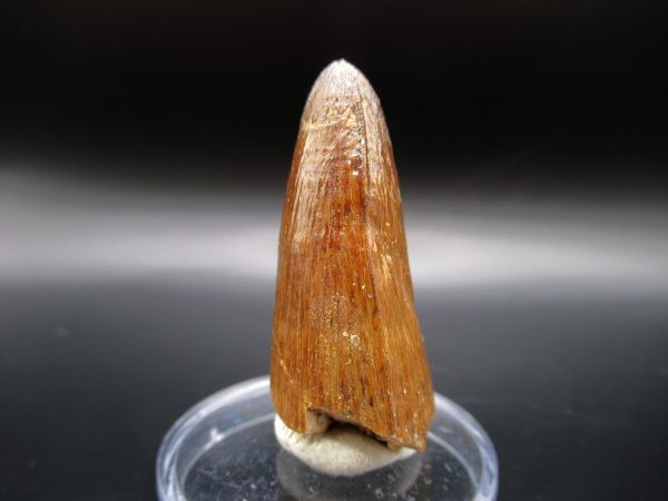 Genuine Eocene Age Maroccosuchus Crocodile Tooth Fossils for Sale from Morocco #2a