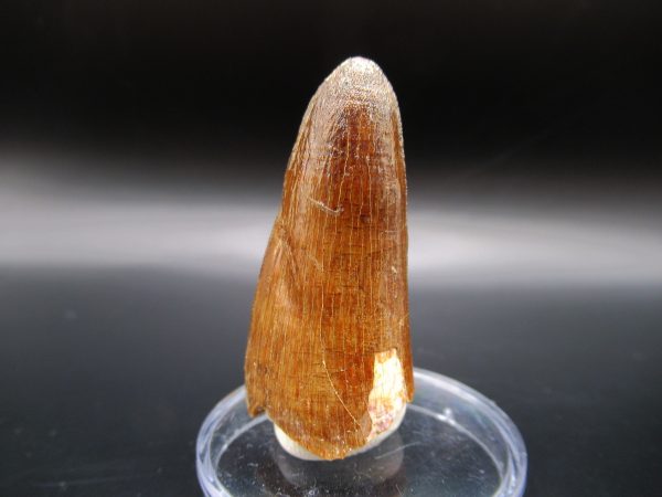 Genuine Eocene Age Maroccosuchus Crocodile Tooth Fossils for Sale from Morocco #2b