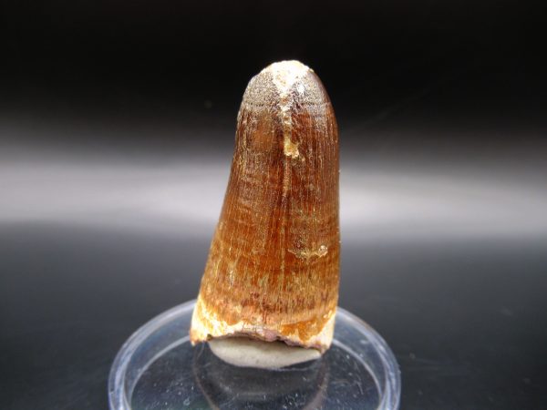 Genuine Eocene Age Maroccosuchus Crocodile Tooth Fossils for Sale from Morocco #3a