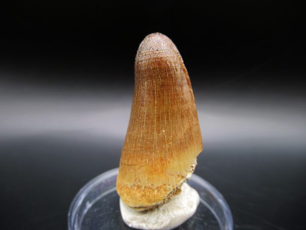 Genuine Eocene Age Maroccosuchus Crocodile Tooth Fossils for Sale from Morocco #4a