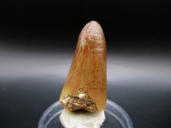 Genuine Eocene Age Maroccosuchus Crocodile Tooth Fossils for Sale from Morocco #4b