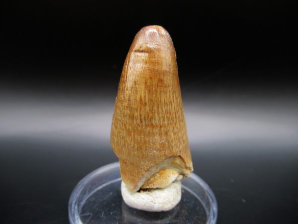 Genuine Eocene Age Maroccosuchus Crocodile Tooth Fossils for Sale from Morocco #5