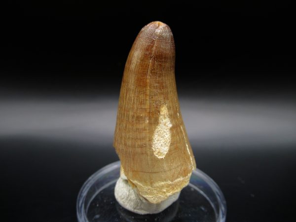 Genuine Eocene Age Maroccosuchus Crocodile Tooth Fossils for Sale from Morocco #5a