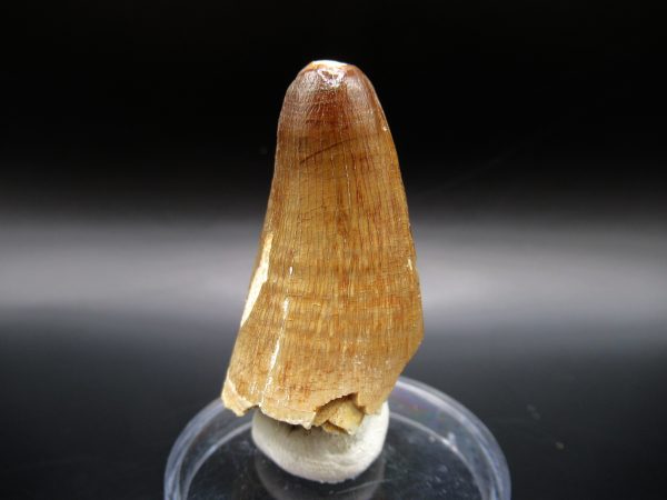 Genuine Eocene Age Maroccosuchus Crocodile Tooth Fossils for Sale from Morocco #5b