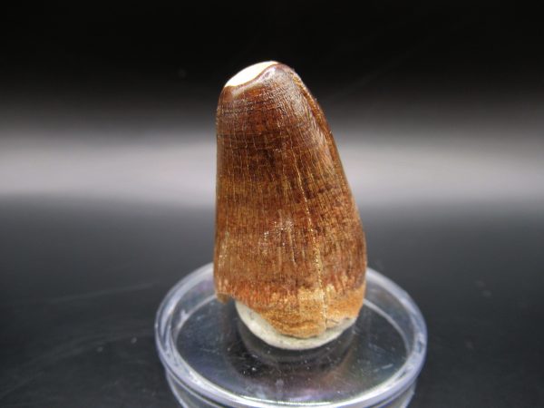 Genuine Eocene Age Maroccosuchus Crocodile Tooth Fossils for Sale from Morocco #6b