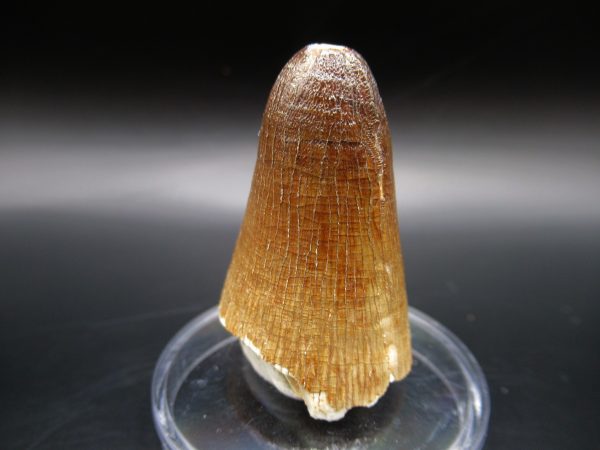 Genuine Eocene Age Maroccosuchus Crocodile Tooth Fossils for Sale from Morocco #7