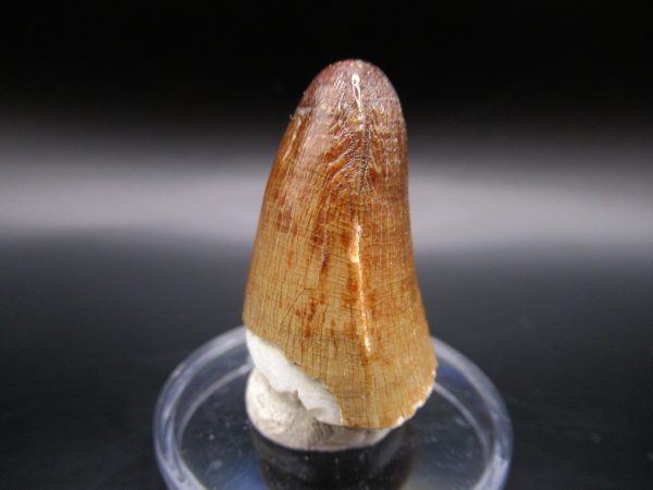 Genuine Eocene Age Maroccosuchus Crocodile Tooth Fossils for Sale from Morocco #7b