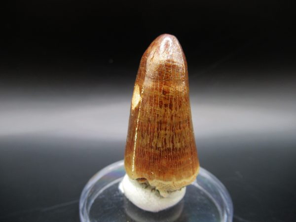 Genuine Eocene Age Maroccosuchus Crocodile Tooth Fossils for Sale from Morocco #8b