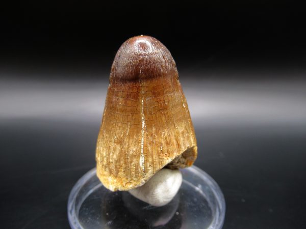 Genuine Eocene Age Maroccosuchus Crocodile Tooth Fossils for Sale from Morocco #9b