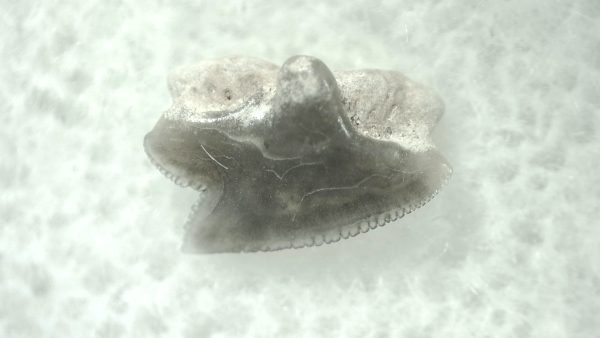 Genuine Miocene Age Squalus Dogfish Shark Tooth Fossil for Sale from Sharktooth Hill #11