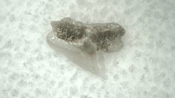 Genuine Miocene Age Squalus Dogfish Shark Tooth Fossil for Sale from Sharktooth Hill #14