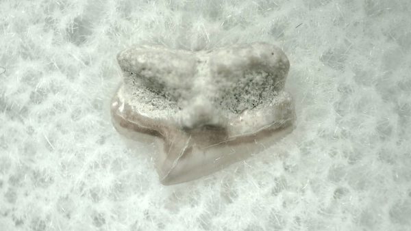 Genuine Miocene Age Squalus Dogfish Shark Tooth Fossil for Sale from Sharktooth Hill #16