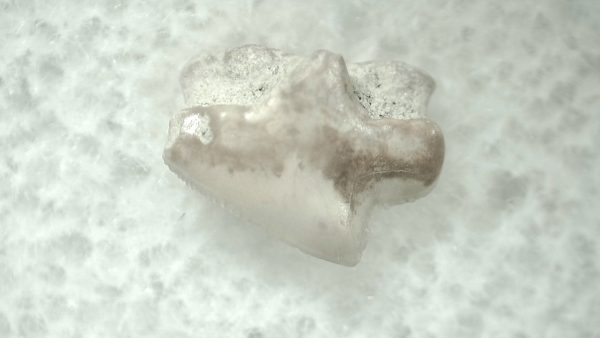 Genuine Miocene Age Squalus Dogfish Shark Tooth Fossil for Sale from Sharktooth Hill #16a