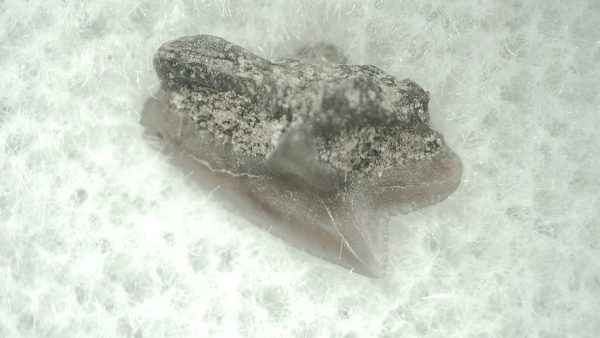 Genuine Miocene Age Squalus Dogfish Shark Tooth Fossil for Sale from Sharktooth Hill #17