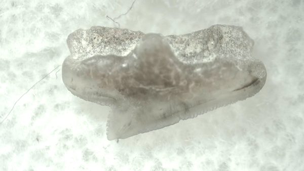 Genuine Miocene Age Squalus Dogfish Shark Tooth Fossil for Sale from Sharktooth Hill #18a