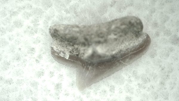 Genuine Miocene Age Squalus Dogfish Shark Tooth Fossil for Sale from Sharktooth Hill #19