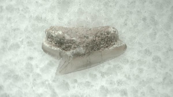 Genuine Miocene Age Squalus Dogfish Shark Tooth Fossil for Sale from Sharktooth Hill #21