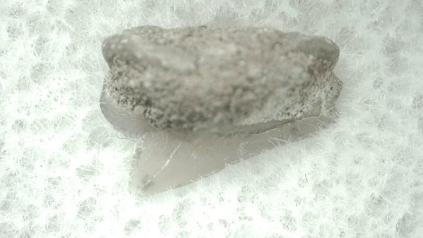 Genuine Miocene Age Squalus Dogfish Shark Tooth Fossil for Sale from Sharktooth Hill #22a