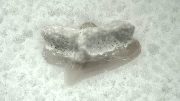 Genuine Miocene Age Squalus Dogfish Shark Tooth Fossil for Sale from Sharktooth Hill #24