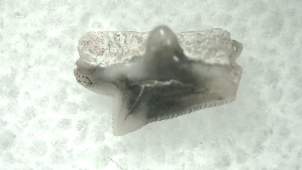 Genuine Miocene Age Squalus Dogfish Shark Tooth Fossil for Sale from Sharktooth Hill #25a