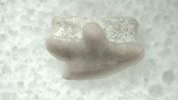 Genuine Miocene Age Squalus Dogfish Shark Tooth Fossil for Sale from Sharktooth Hill #26a