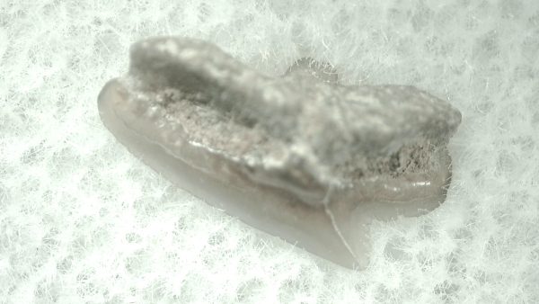 Genuine Miocene Age Squalus Dogfish Shark Tooth Fossil for Sale from Sharktooth Hill #27