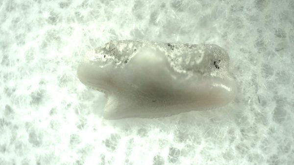 Genuine Miocene Age Squalus Dogfish Shark Tooth Fossil for Sale from Sharktooth Hill #29a